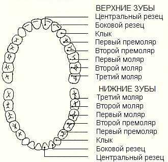 Корни в зубах схема