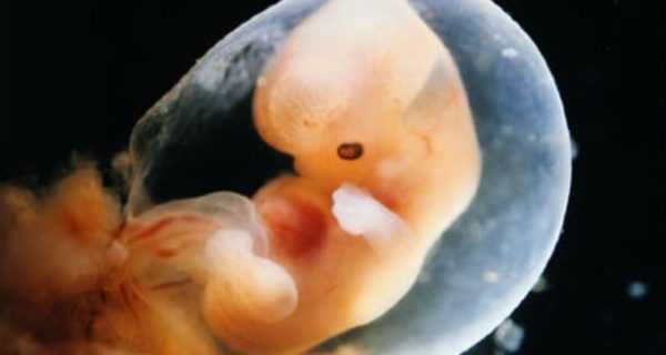 Фото эмбриона 38 недель