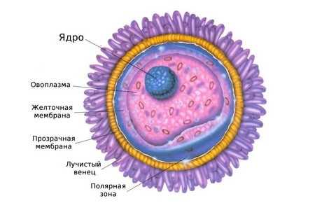 Картинка оплодотворения яйцеклетки