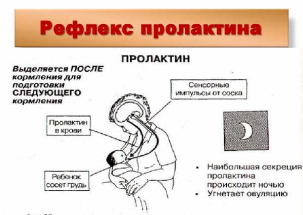 Как правильно прикладывать новорожденного к грудному вскармливанию сидя фото в домашних