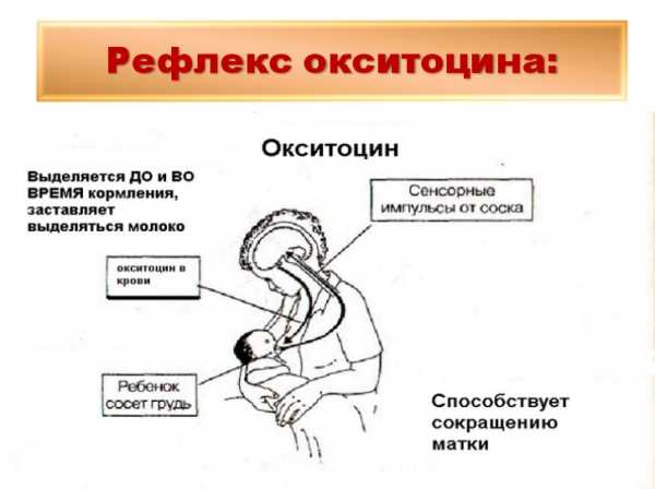 Как правильно прикладывать новорожденного к грудному вскармливанию сидя фото в домашних