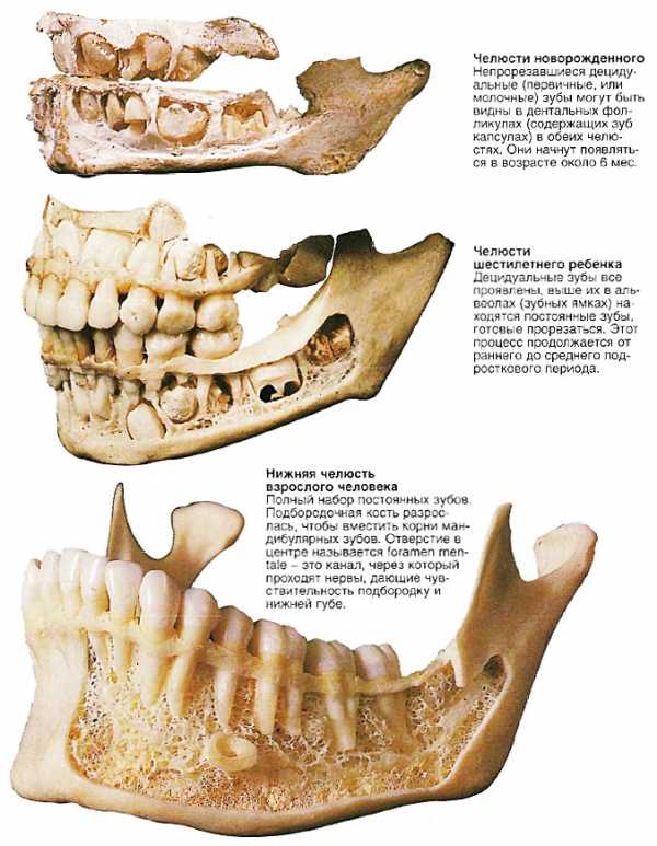 Как растут коренные зубы у детей фото