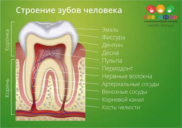 Какие зубы меняются у детей на коренные схема и в каком возрасте фото