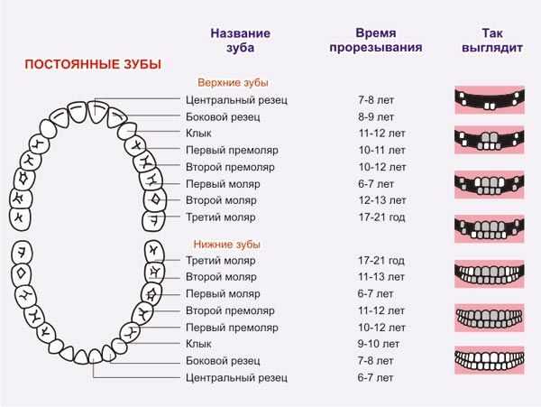 Фото прорезывания зубов у детей до года фото схема