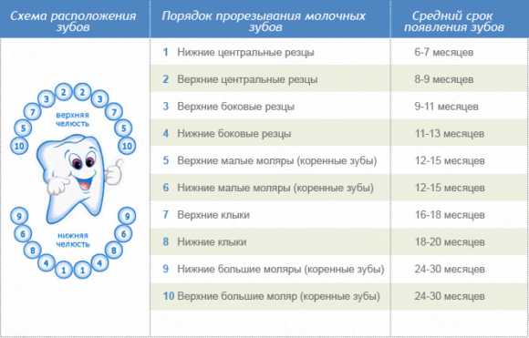 Как прорезаются первые зубы фото