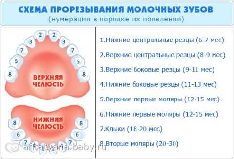 Схема роста коренных зубов у детей