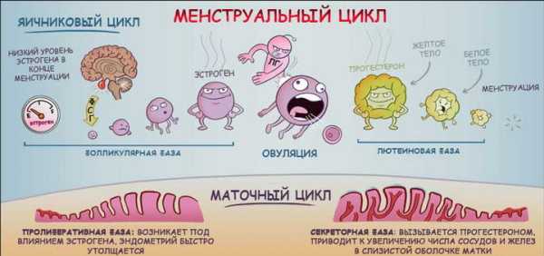 Как ускорить отторжение эндометрия при месячных