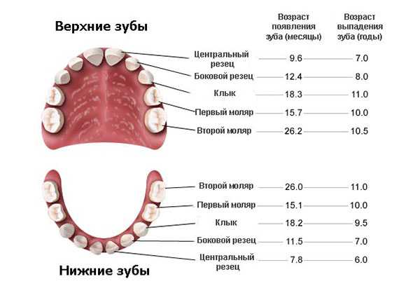 Когда меняются коренные зубы у детей схема на постоянные