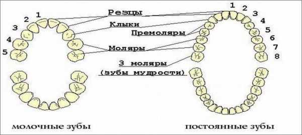 Молочные зубы у детей схема выпадения в картинках