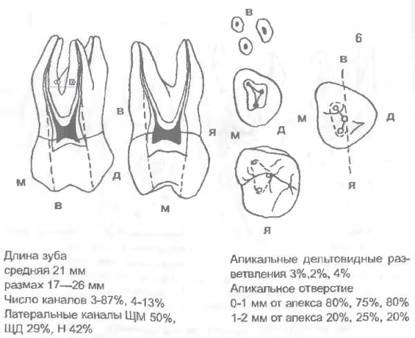 Моляры верхней челюсти фото