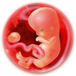 Конец 9 недели. Плод на 9 неделе беременности. Зародыш ребенка на 9 неделе. Эмбрион на 9 неделе беременности.