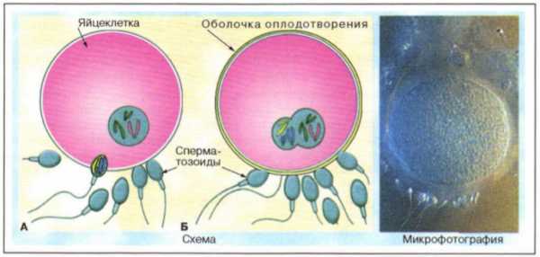 Схема двойного оплодотворения 6 класс