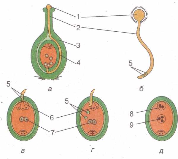 Рассмотри схему двойного оплодотворения у цветковых растений отметь какие обозначения на рисунке