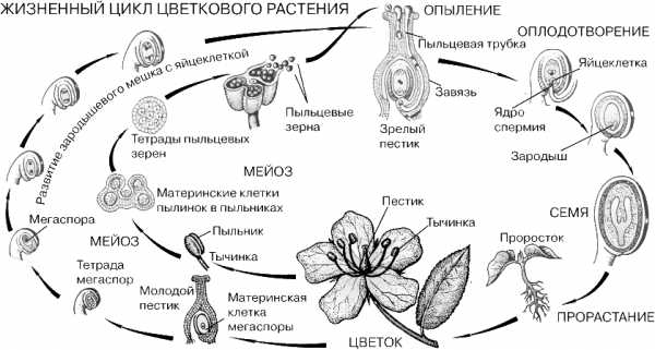 Схема двойного оплодотворения 6 класс