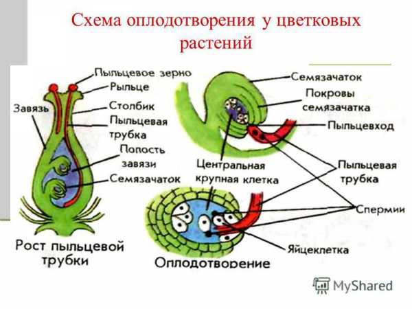 Составьте схему двойного оплодотворения которая отражала бы суть процесса почему оплодотворение