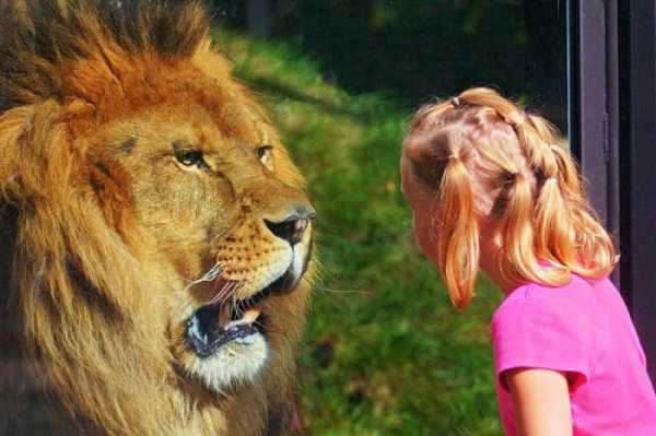 лев знак зодиака дети девочки характеристика