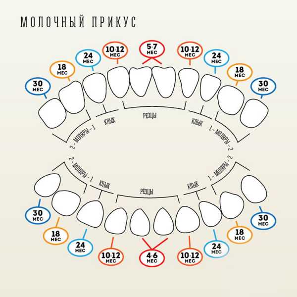 Какие зубы меняются у детей на коренные схема и в каком возрасте фото