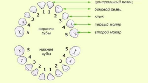 Зубы картинка с номерами