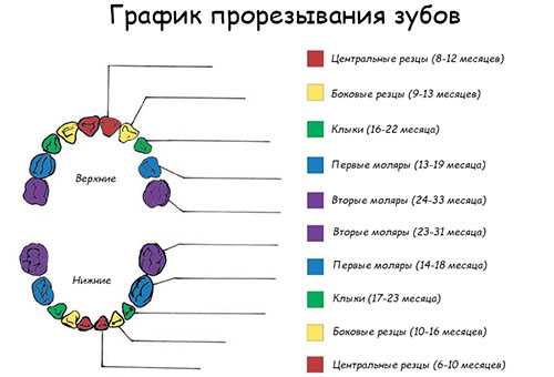 Как должны расти зубы у детей схема